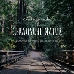 Geräusche Natur – Naturgeräusche, Geräusche des Waldes, Gesang der Vögel - Gewitter Naturgeräusche Entspannungsmusik