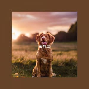 夜想曲 - Jazz Office