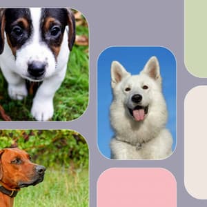 Backdrop for Sweet Dogs - Smooth Jazz - Dog Sleep Dreams