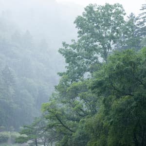 Neural Nectar: Chill Music Rain Brainwaves - Sounds Of Calm