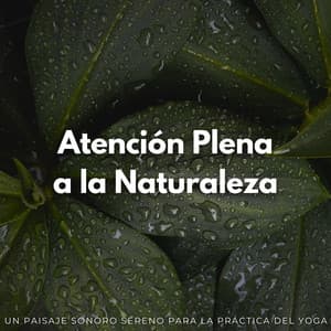 Atención Plena A La Naturaleza: Un Paisaje Sonoro Sereno Para La Práctica Del Yoga - Sonidos de la Naturaleza Relajacion