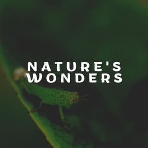 Nature's Wonders - Cricket Sounds