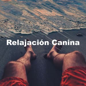 Relajación Canina - Relajado Musica Relajante para Perros
