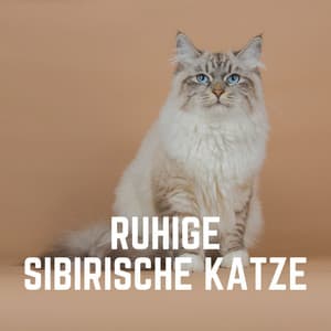 Ruhige Sibirische Katze - Katzenmusik