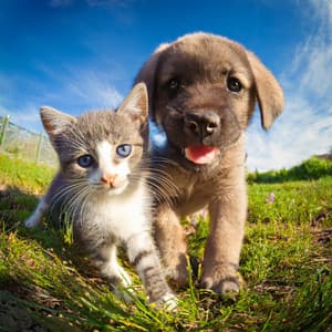 Música Para Mascotas: Compañeros Tranquilos - Ballena tranquila