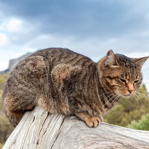 Ethereal Cat Calmness: An Enchanting Chill White Noise Soundscape - Latin Chill Out