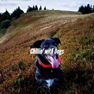 Chillin' with Dogs - Dog Calming Music
