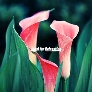 Ideal for Relaxation - Good Morning Jazz Cafe