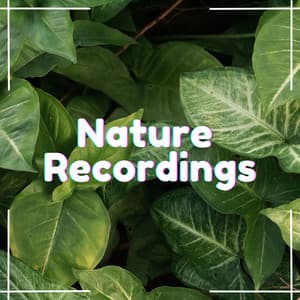 Lullaby of the Night - Natural Sample Makers