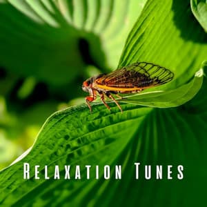 Relaxation Tunes: Soothing Cicada Sounds - ASMR Deluxe