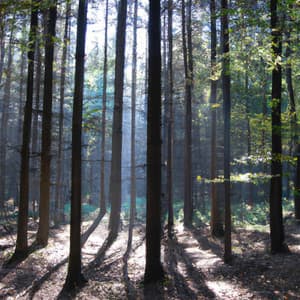 ! ! ! ! ! ! O Verda das FlorestasRelaxante - Alan Baratieri