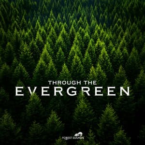 Through the Evergreen - Forest Sounds