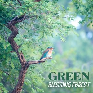 Green Blessing Forest: Birds Sounds and Nature Noises - Forest Hills Music Universe