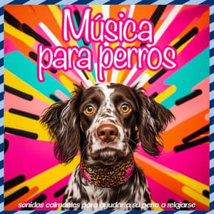 Música para perros: sonidos calmantes para ayudar a su perro a relajarse - Relaxmydog
