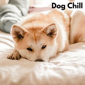 Dog Chill - Musique De Chien