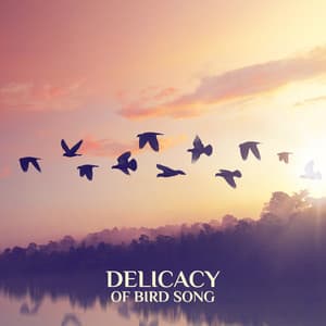 Delicacy of Bird Song - Deep Relaxation and Summer Vibes - Bird Song Group
