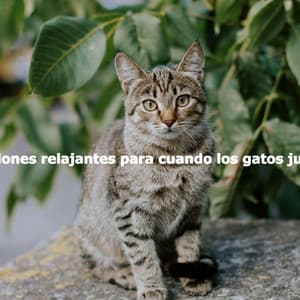 Canciones relajantes para cuando los gatos juegan - Playlist for Nighttime Calm