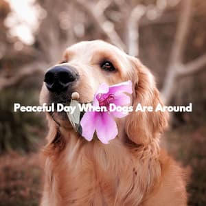Peaceful Day When Dogs Are Around - Brazilian Jazz Deluxe