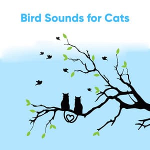 Bird Sounds for Cats - Bird Sound Collectors