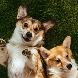 Peaceful Music for Dog Serenity - Mellow Sunday Morning Music