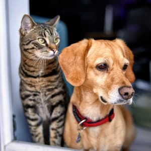 Sweet Sounds for Relaxing Pets - Soothing Daytime Music