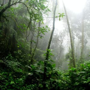 Ambient Sounds | Meditation - Lullaby Rain