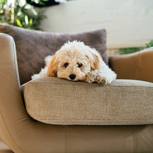 Canine Groove: Jazz Lounge for Dogs - Brazilian Jazz Lounge