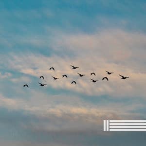 Vogelstimmen - Vogelstimmen Welt