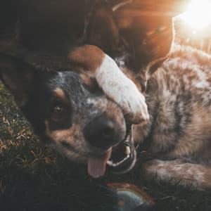 Exciting Music for Nature and Dogs - Jazz Quintet - Dog Music Radio