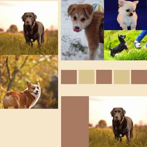 Feelings for Dog Calming - Dog Jazz Sounds