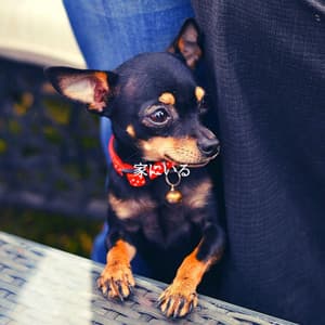 家にいる - Agradable Musica para Leer