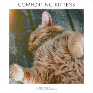 Comforting Kittens - Cat Music Studio
