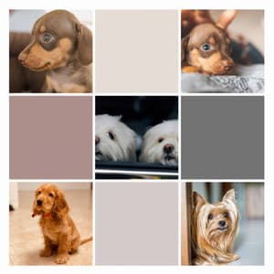 Music for Sweet Dogs - Bright Smooth Jazz - Dog Sleep Dreams