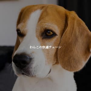 わんこの快適チューン - Chilled Jazz Cafe BGM Channel