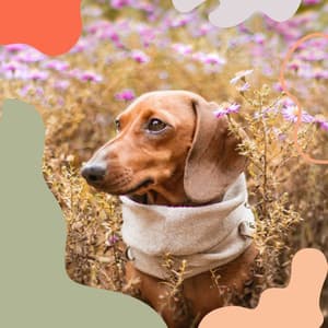 Understated Ambiance for Doggy Daycares - Dog Music Therapy