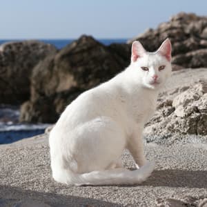 Ambient Ocean Tranquility: Cat Comfort Harmony - Sleeping Ocean Waves