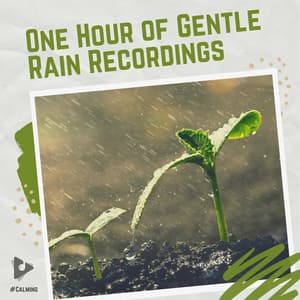 1 Hour of Gentle Rain Recordings - #Calming