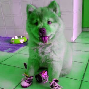 Music for Jazzy Dogs - Chill My Pooch