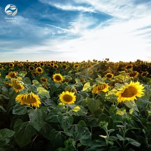 Piano Whispers Along Sunflower Fields - Zambezi Sounds