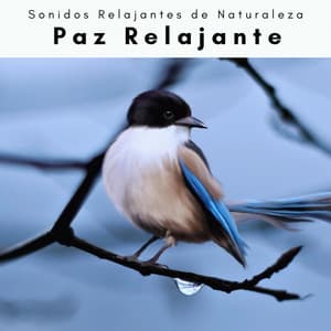 A Paz Relajante - Sonidos Relajantes de Naturaleza