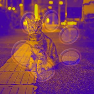 Echoes of Wonderful Cats - Cat Music Waves