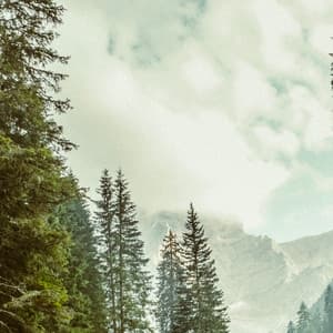 35 Ambient Nature Sounds: Whistling through Trees - Baltic Nature Sounds