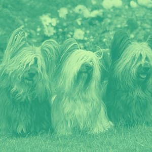 Trio Jazz - Background for Cooling Off Pups - Puppy Music