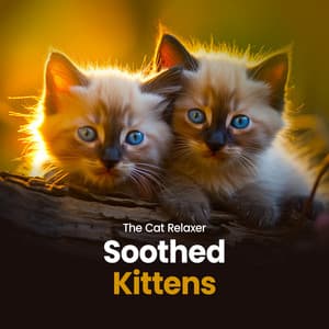 Soothed Kittens - The Cat Relaxer