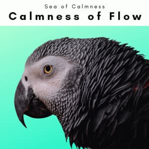 A Calmness of Flow - Sea of Calmness