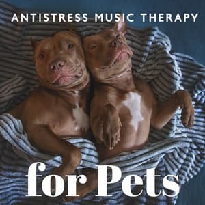 Antistress Music Therapy for Pets – Anxiousness, Insomnia, Gentle Sounds for Puppies - Animal Melody Wizard