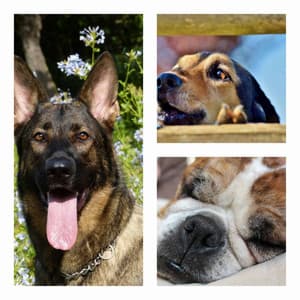 Cozy Dogs - Beautiful - Songs for Dogs to Sleep To