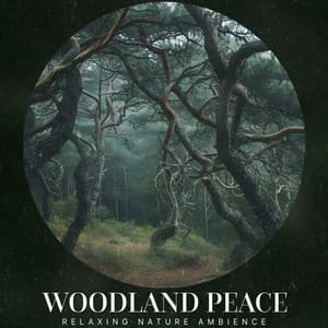 Woodland Peace - Relaxing Nature Ambience