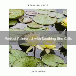 ! Perfect Rainforest with Soothing Bird Calls - Rain Recorders