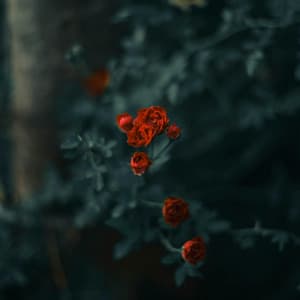 365 Earth: Beautiful Wild Pathways - Nature Sound Collection